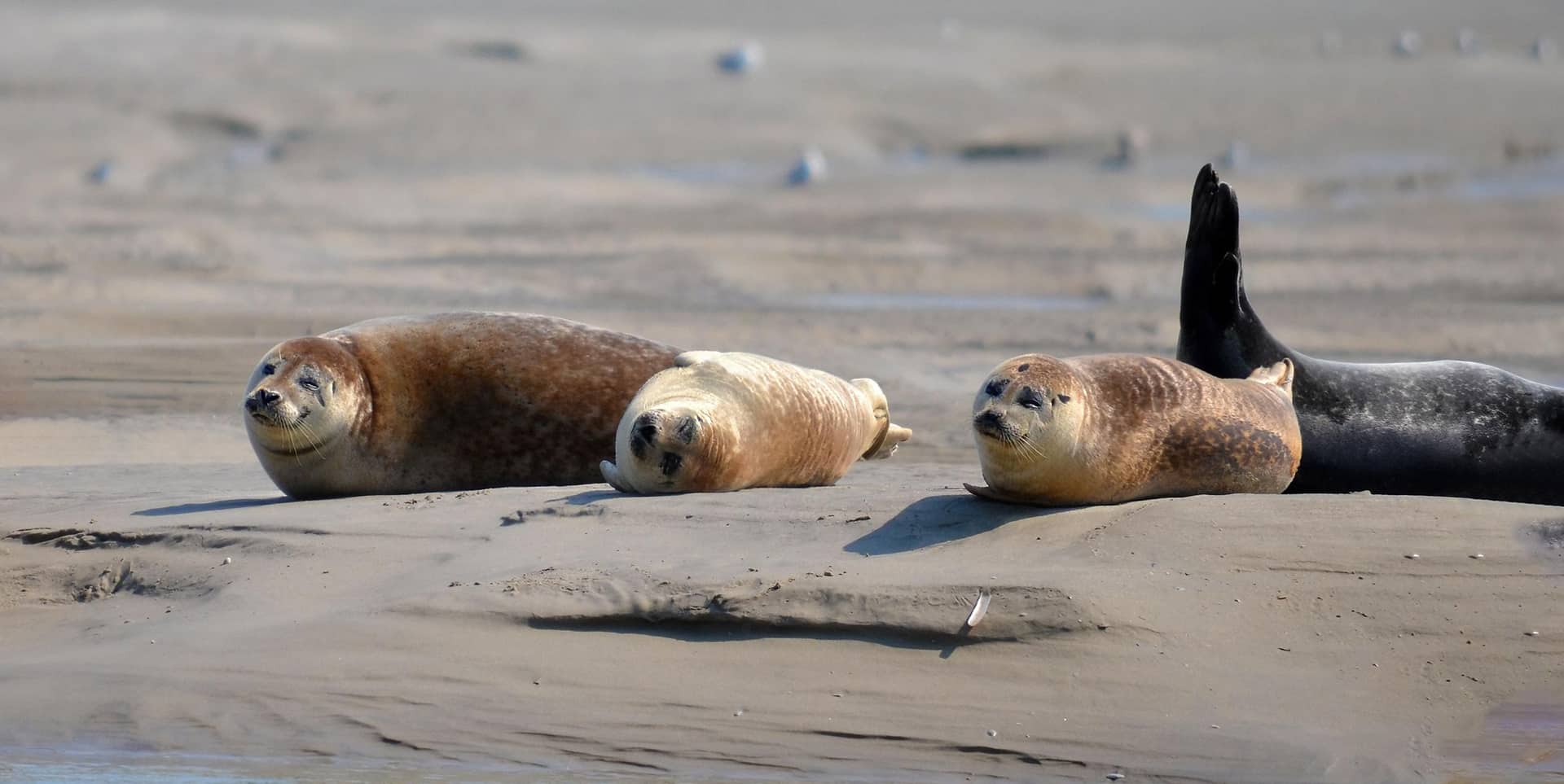 Nature et Vacances - Campings en Baie de Somme
