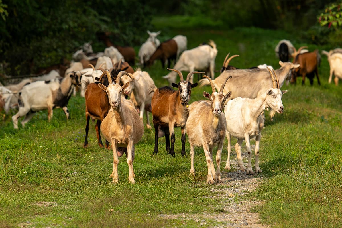 A l'extérieur du camping Camping Polder et Vacances - Nord