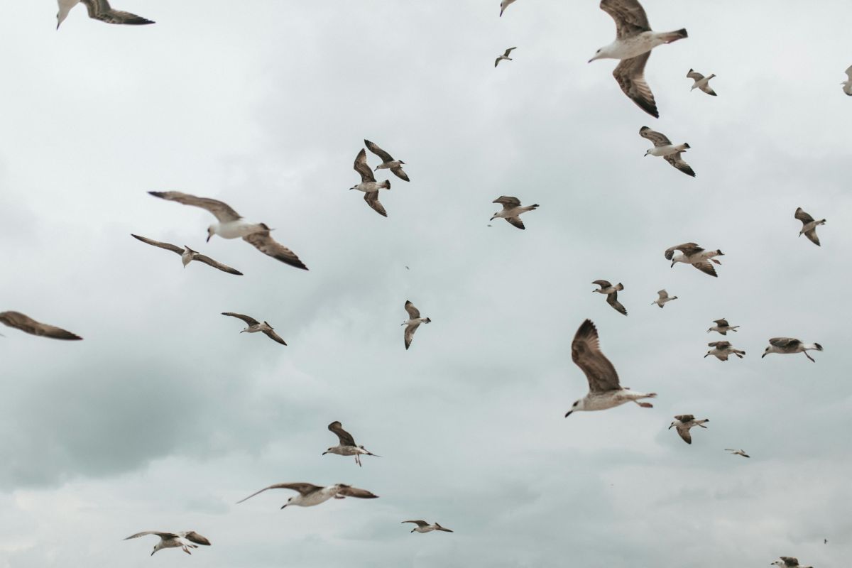 Points d'observation pour admirer la migration de nombreuses espèces d'oiseaux