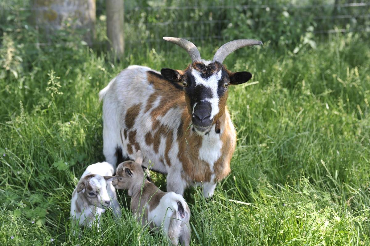 Activité à faire dans le camping Ferme de la Hooghe Moote - Nord