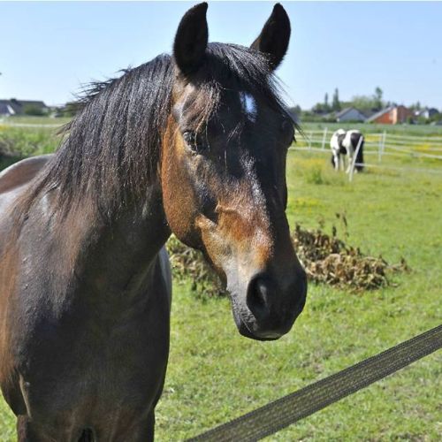 camping-cap-vert (23).JPG