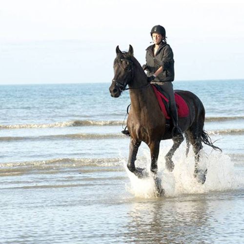 camping-perroquet (87).jpg