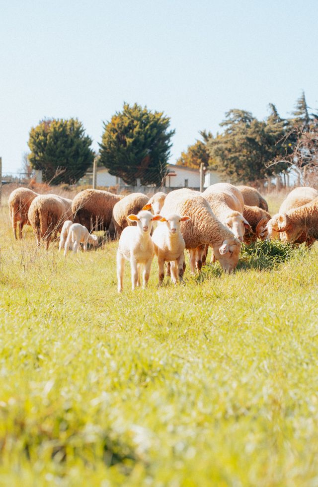 La fête de l’Agneau
