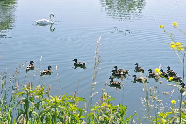 Réserve naturelle des étangs du Romelaëre proche de : Camping Beauséjour