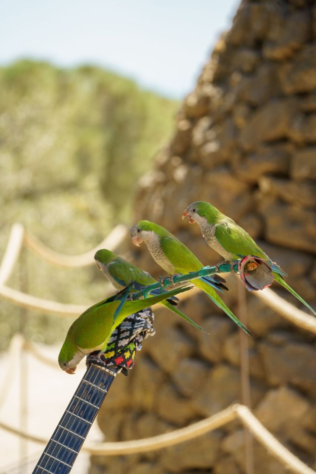 Festival de l'oiseau et de la nature
