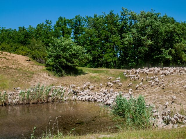 La transhumance et la trans’Hanson