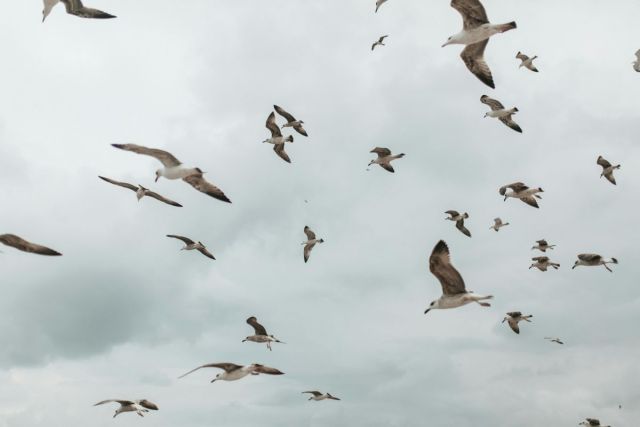 Observation d'oiseaux