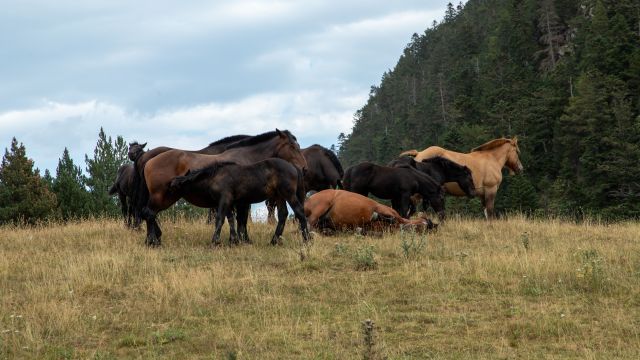 Les chevaux Hanson